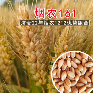 原种烟农161高产小麦种子矮杆大穗农科院新品种原装非转基因秋季