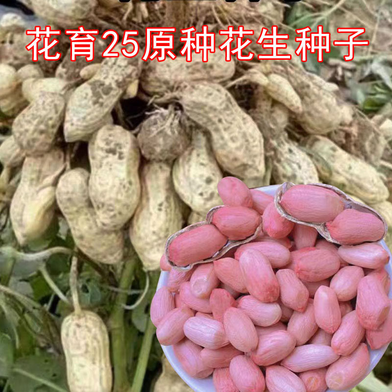 25年花生种子带壳花育25生新晒干高产早熟种植山东大花生籽可发芽