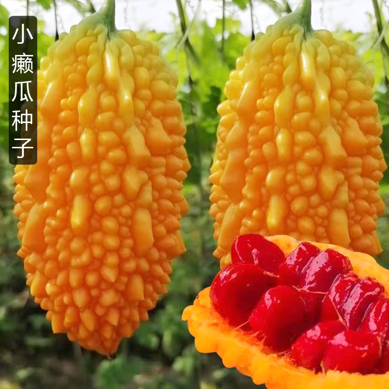 金赖瓜种子赖葡萄濑瓜小癞瓜种籽金玲子苦瓜四季盆栽农家蔬菜种孑