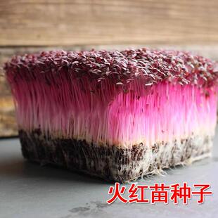 微型蔬菜芽苗种子火红苗种籽斯卡纳苗西餐摆盘装饰新鲜安曼红苗菜