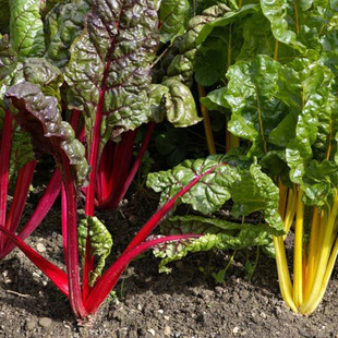 根达菜种子大叶牛皮菜籽青菜冬季籽种四季菜种蔬菜孑君达蔬菜易种