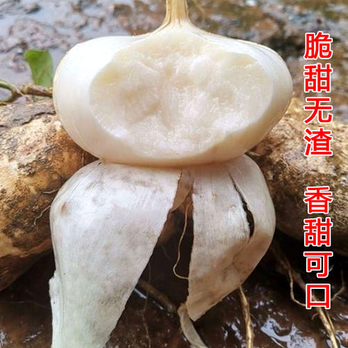 早熟高产凉薯种子大白壤沙葛凉瓜