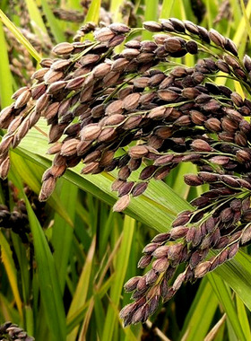 高产旱稻种子抗病生长期短珍珠米高产抗倒黑旱稻香米种籽稻种旱谷