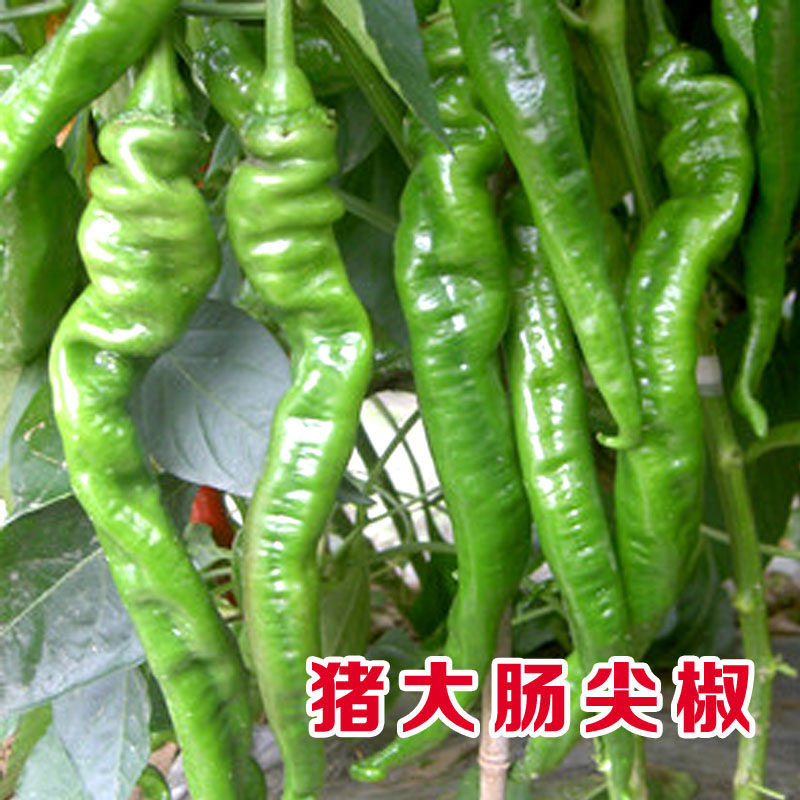 种子高产盆栽春季螺丝椒