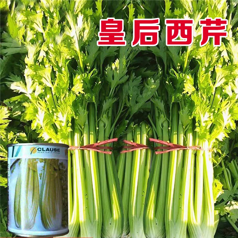 农家四季法国皇后玻璃脆菜园西芹