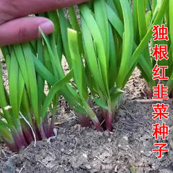 寿光独根红韭菜种子耐热耐寒长势强适应性强高产大田红根韭菜籽