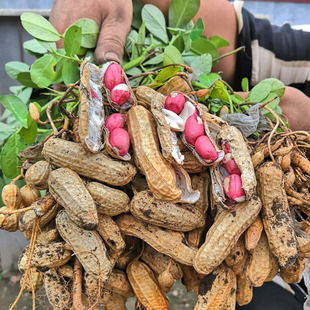 新货四粒红花生种子 带壳干红衣花生红皮小粒生花生早熟百日红
