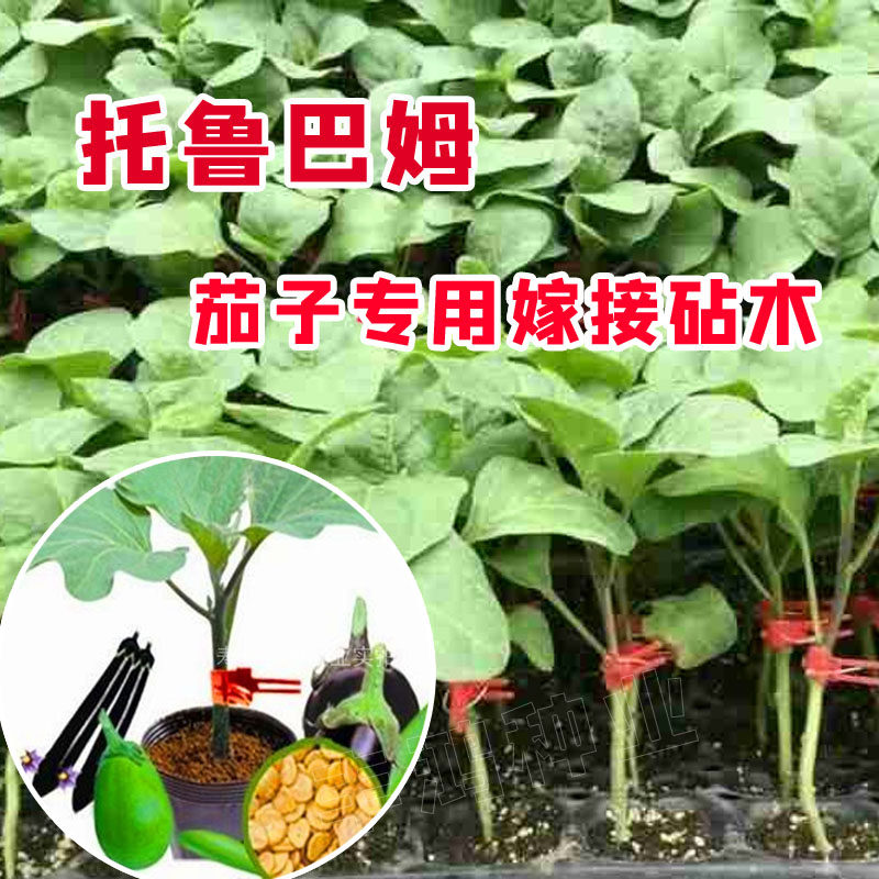 托鲁巴姆种子茄子嫁接专用砧木种子春夏秋冬季散装种孑八目大棚籽