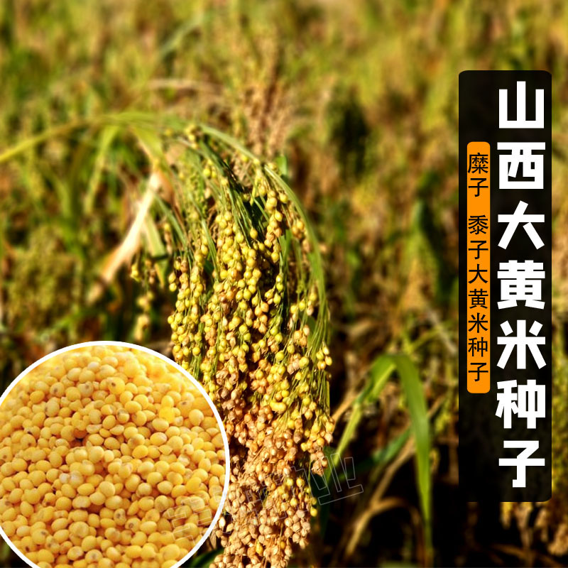 山西特产扫把笤帚带壳软米种子