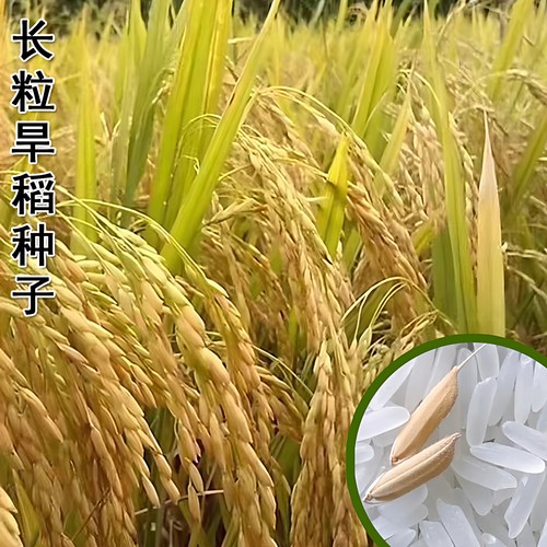 节优804杂交长粒旱稻谷水稻种子