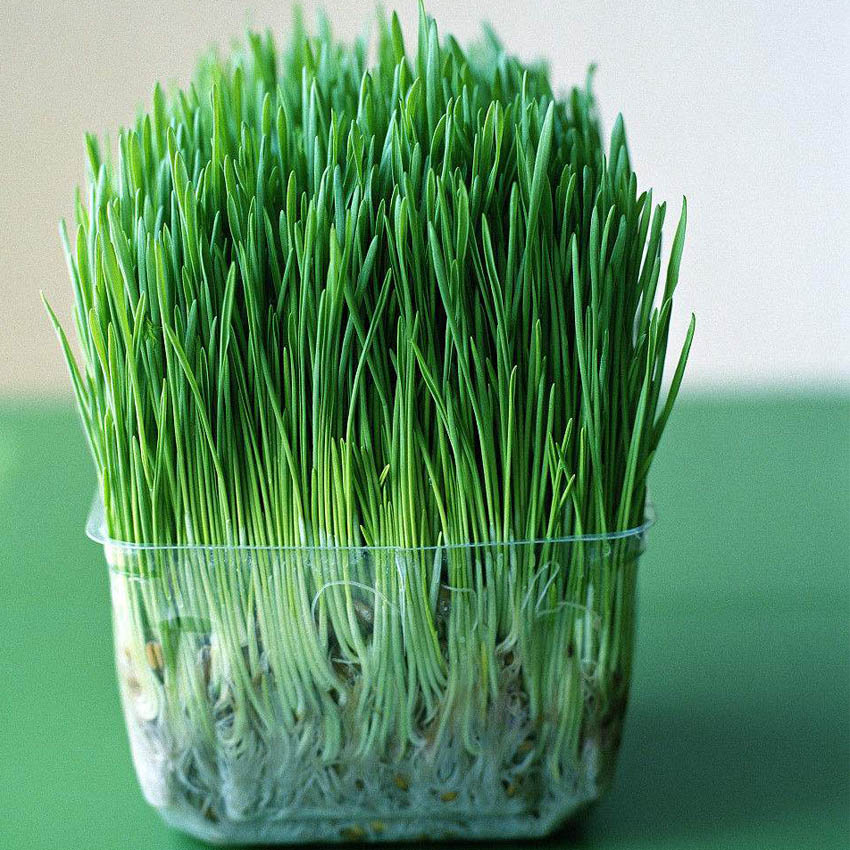 春季种子小麦种子麦草麦子回春水麦芽糖榨汁四季种植蔬菜籽芽苗菜