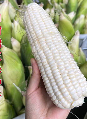 华糯2号白色甜玉米种籽甜糯水果种子四季超甜粘农家糯春季夏种孑