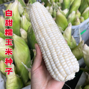 白色甜糯玉米种籽彩糯玉米黄糯玉米种超甜粘甜黑糯玉米春季夏种孑