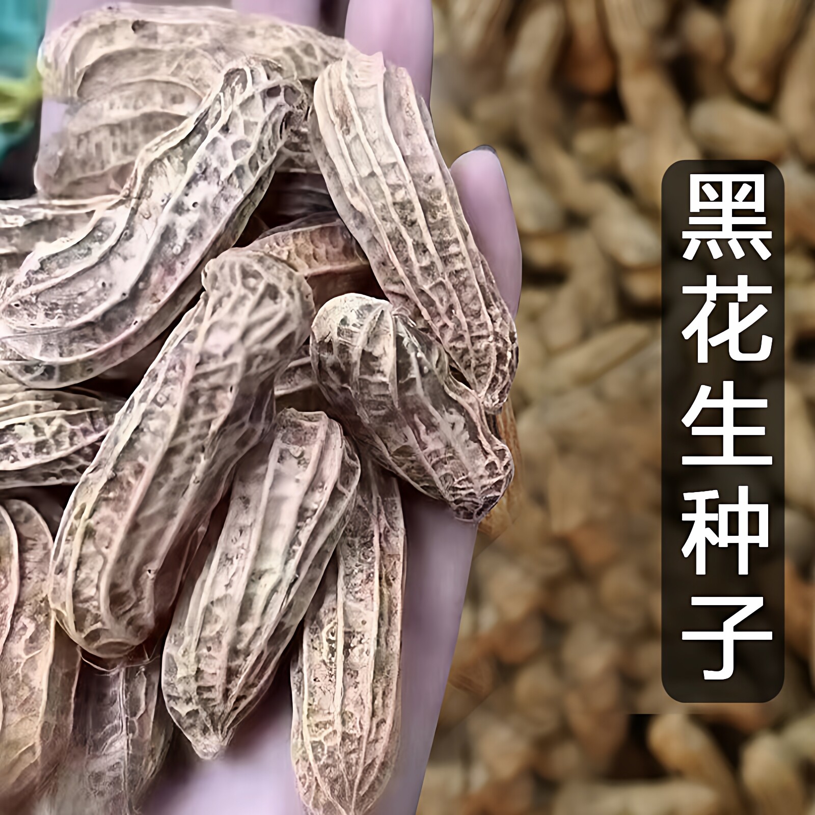 云南高产薄壳黑花生七彩花生308