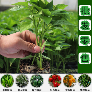寿光基地直发新鲜辣椒苗子二荆条秧子四季种植高产苗青椒菜椒特大