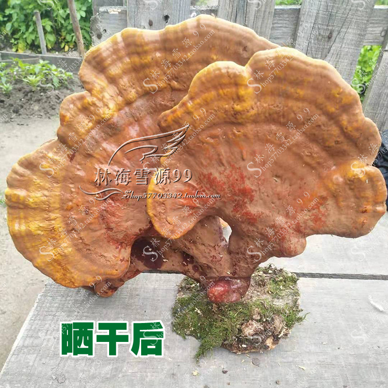 野生灵芝 长白山灵芝 赤芝 松杉灵芝 白心灵之 整枝 250克