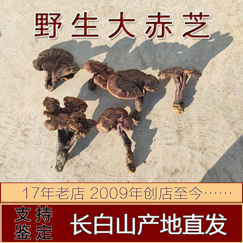 野生长白山赤芝红灵芝片粉250克