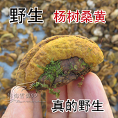 野生杨树桑黄 250克 长白山产地灵芝