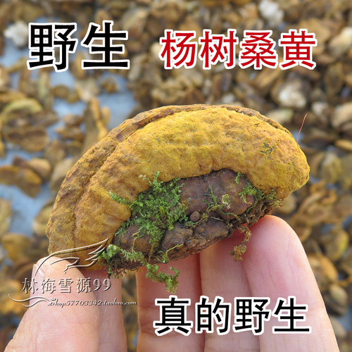 野生杨树桑黄长白山产地灵芝