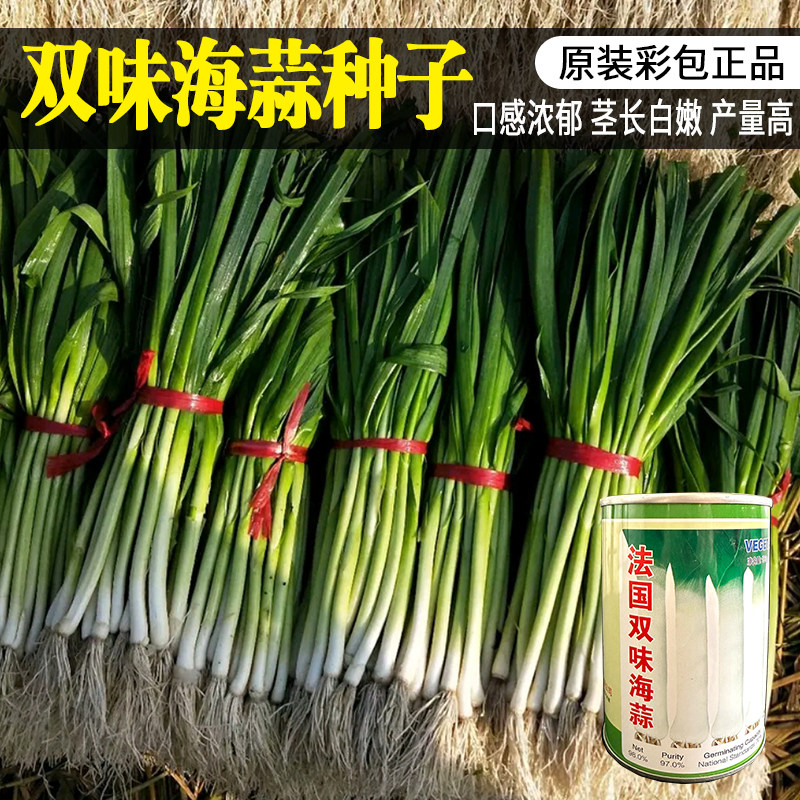邯圣法国双味海蒜种子 蒜苗种籽韭葱种子 小根蒜青蒜菜大蒜四季播