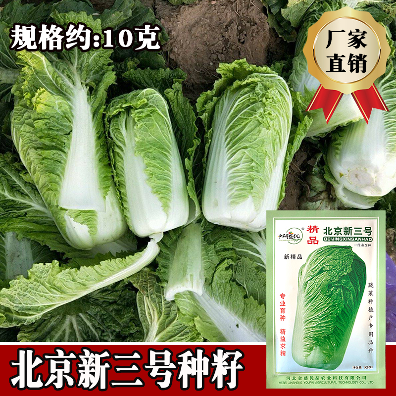 研优精品北京新三号白菜种子