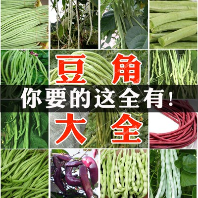 豆角种子豇豆扁豆种籽芸豆家庭