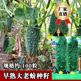 早熟大老蚧黄瓜种子 刺溜丑八怪黄瓜种子 东北老品种菜园农家春
