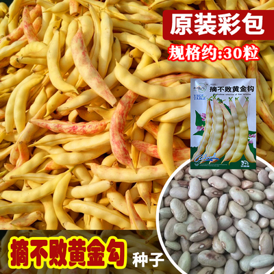 摘不败黄金钩豆角种子 荚长黄靓无丝豆角鲜嫩架芸豆种籽 菜园蔬菜
