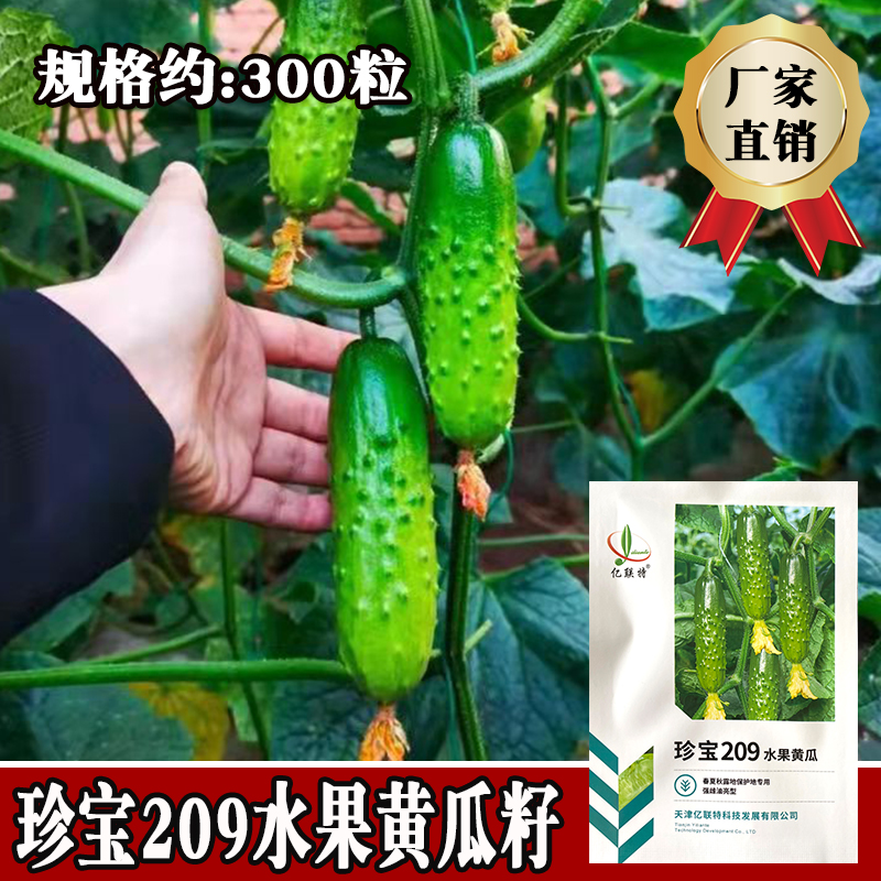 亿联特珍宝209水果黄瓜种子 酥脆翠绿 强磁型节节瓜唐山秋瓜籽