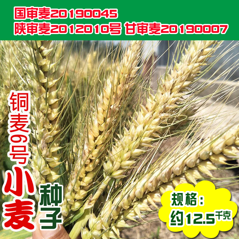 铜麦6号小麦种子 大田基地高筋审定小麦籽耐寒抗倒伏饱满大穗