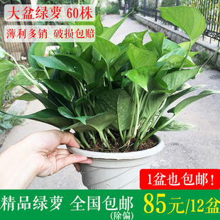 绿萝盆栽新房装 修吸甲醛绿植懒人花卉自动吸水室内好养吊兰长藤