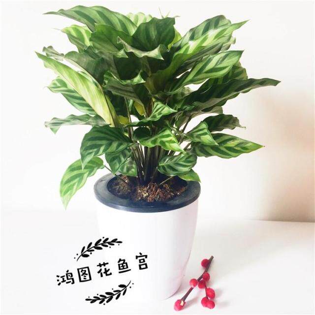 翠叶竹芋  办公室内绿植盆栽 四季常青观叶植物 好养