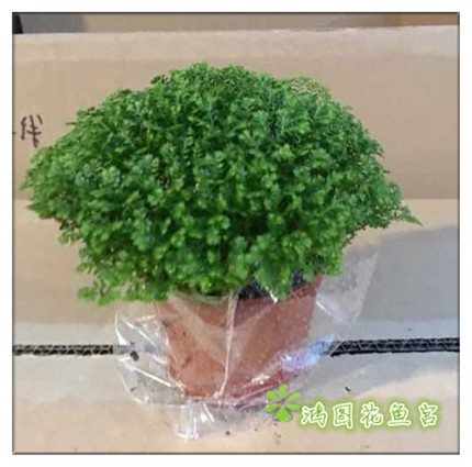 绿地珊瑚蕨 室内办公桌创意小盆栽电脑防辐射植物小巧可爱绿植