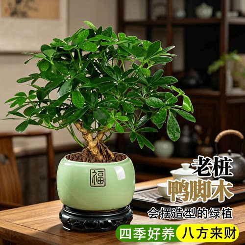 七叶莲懒人多款可选好养新手推荐