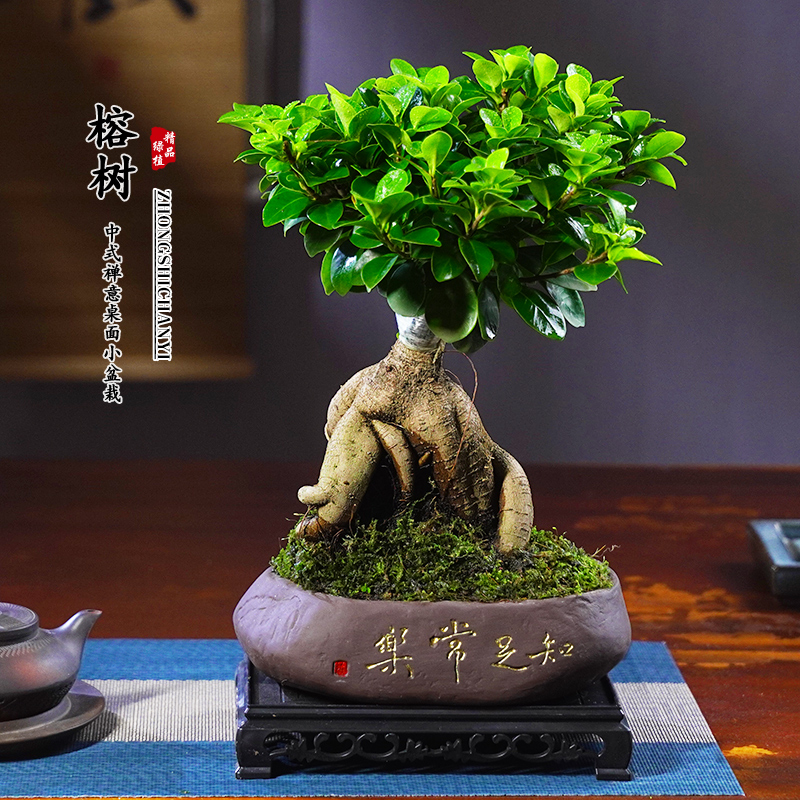 人参榕树盆景提根老桩办公室内桌面客厅绿植花卉盆栽植物四季常青