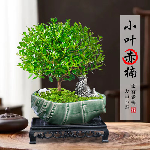 小叶赤楠老桩盆栽苗植物花卉微景观茶几办公室内好养四季常青盆景