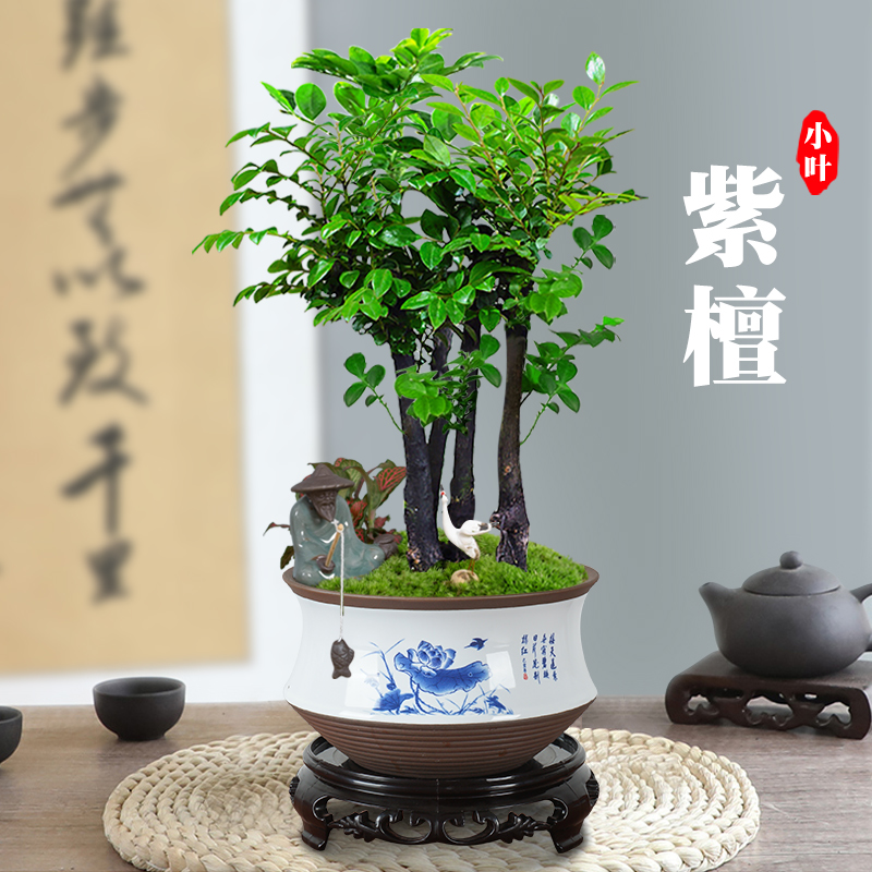 小叶紫檀盆景植物老桩盆栽办公室桌面室内花卉绿植好养活四季摆件