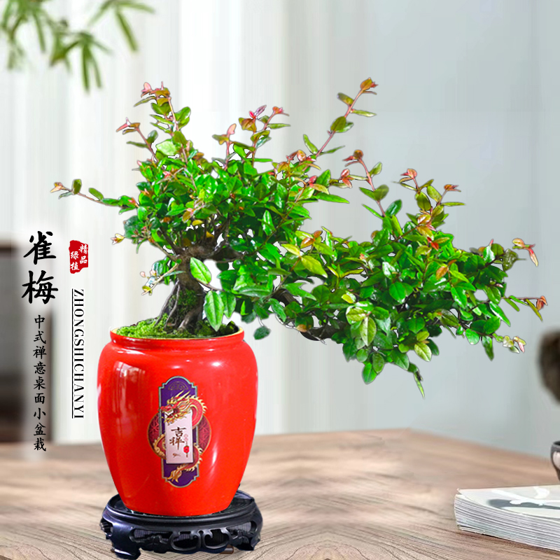 雀梅新款盆景老桩飘枝造型绿植