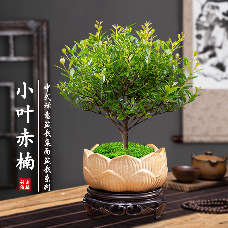 小叶赤楠盆景盆栽植物树苗红芽室内办公客厅禅意桌面绿植造型老桩