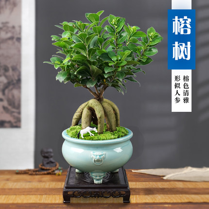 榕树盆景老桩提根办公室内桌面客厅四季常青绿植花卉盆栽好养植物