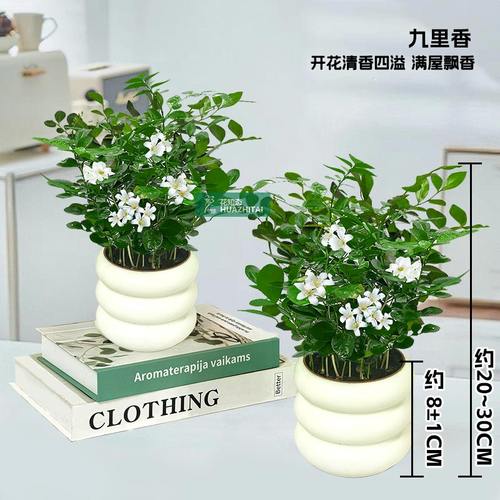 【买一送一】九里香盆栽办公室内茶桌面开花卉盆景绿植物四季易活