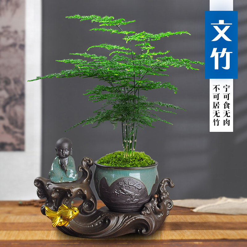 文竹盆栽长青植物好养室内办公观赏花卉净化空气四季常青造型盆景 虎窝淘