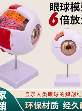 黄和模型6倍放大眼球解剖教学