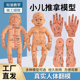小儿推拿娃娃全身穴位经络图按摩书中医教学保健月嫂培训宝宝模型