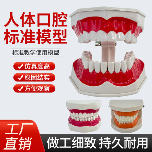 黄河模型保健护理口腔教学