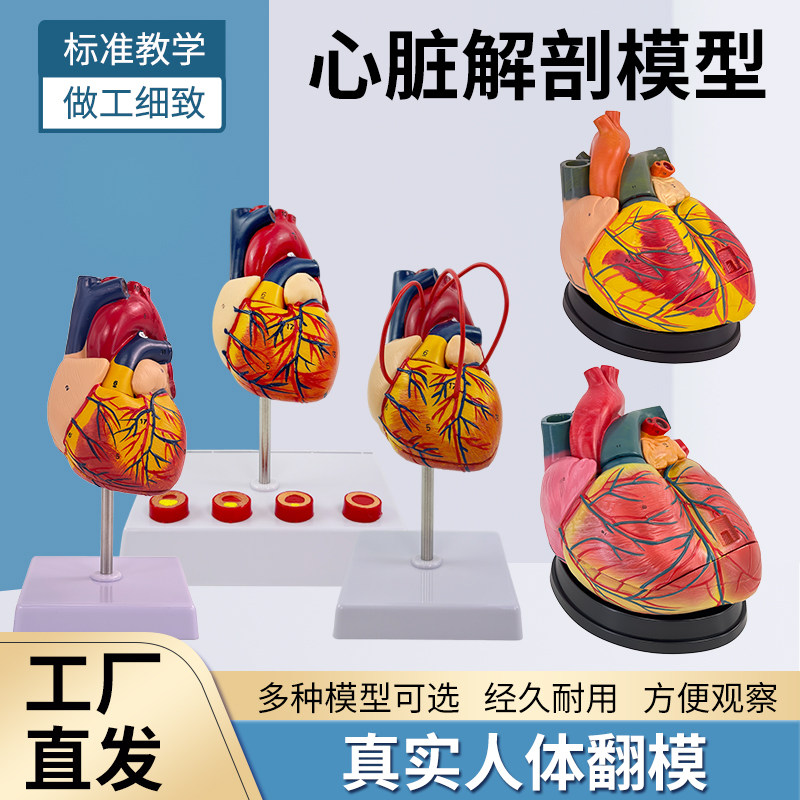 成人1:1人体心脏模型 B超彩超声医学心内科心脏解剖教学模型