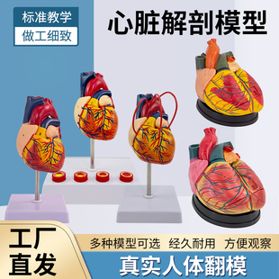 成人1:1人体心脏模型 B超彩超声医学心内科心脏解剖教学模型