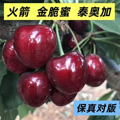 车厘子树苗烟台大樱桃树苗果树果苗太平洋泰奥加金脆蜜新品种火箭