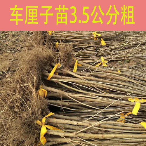 大樱桃树苗烟台车厘子树苗