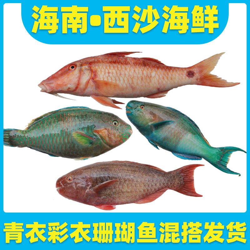 海南三亚深海捕捞西沙新鲜青衣彩衣鱼速冻500g顺丰空运满3斤包邮
